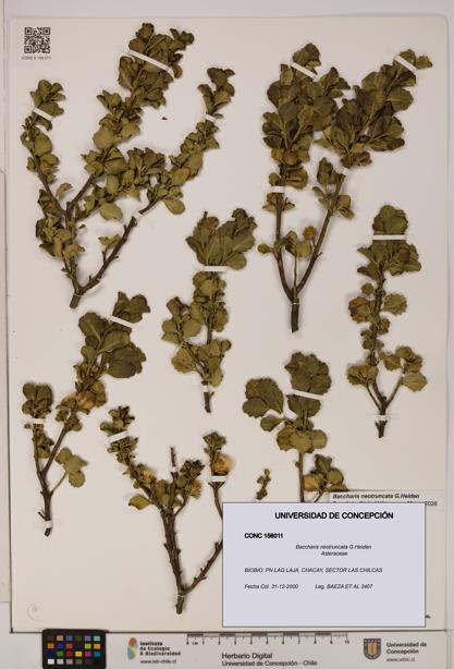 Baccharis neotruncata [Espécimen: UDEC:CONC:0156011]
