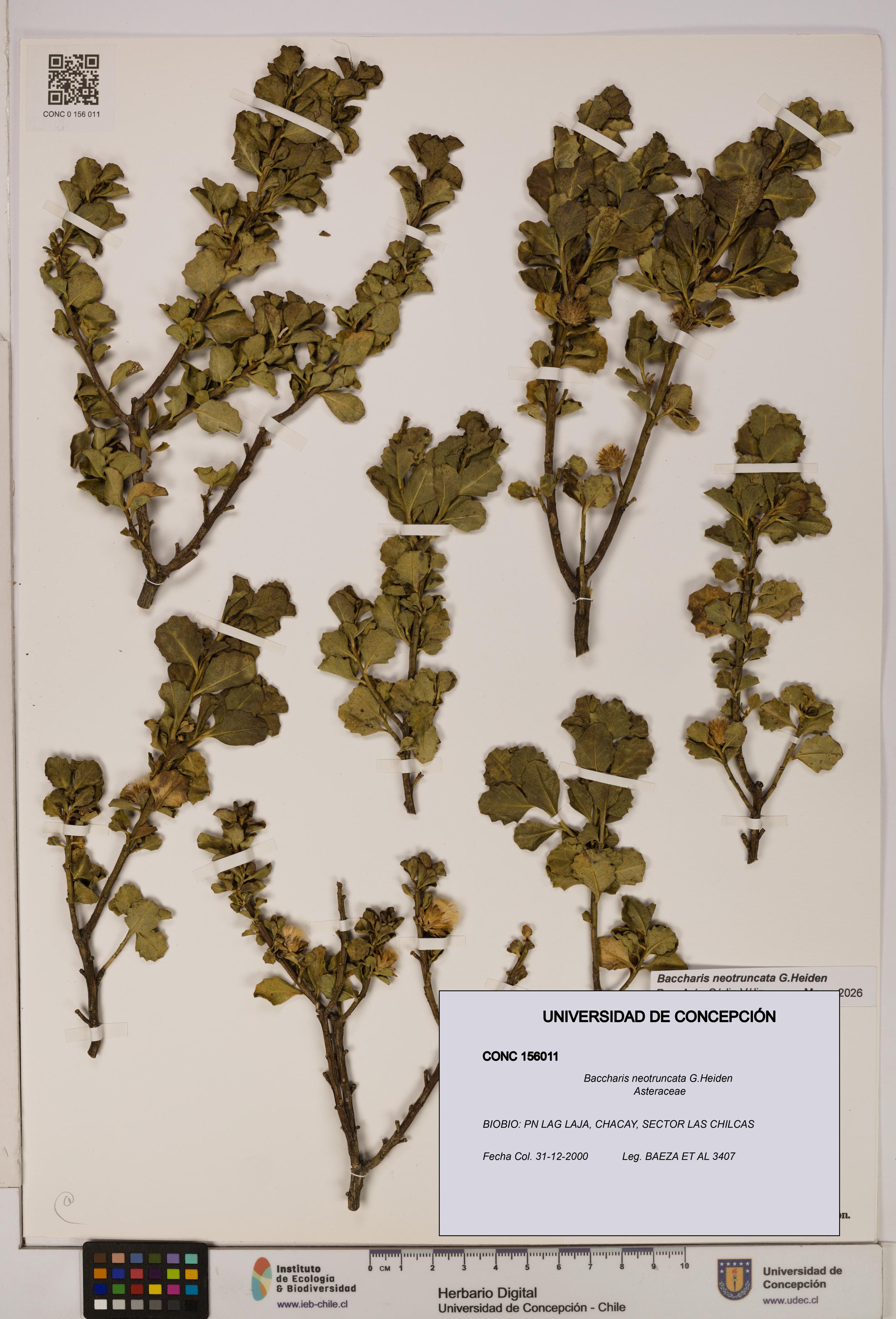 Baccharis neotruncata [Espécimen: UDEC:CONC:0156011]