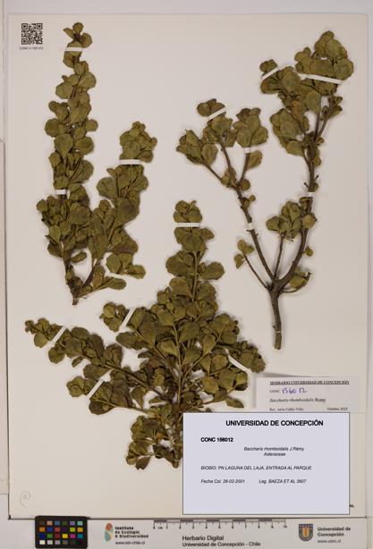 Baccharis rhomboidalis [Espécimen: UDEC:CONC:0156012]