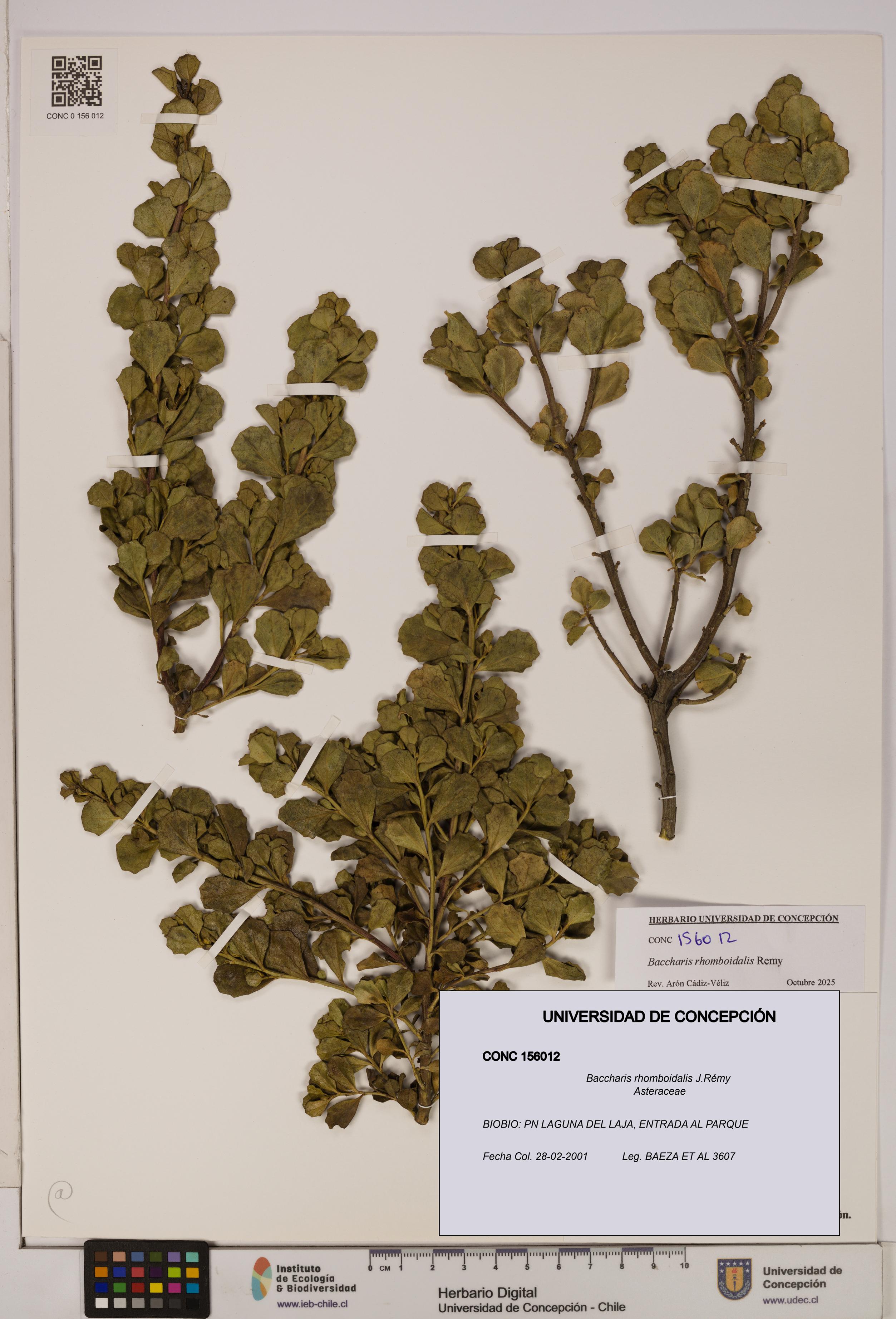 Baccharis rhomboidalis [Espécimen: UDEC:CONC:0156012]