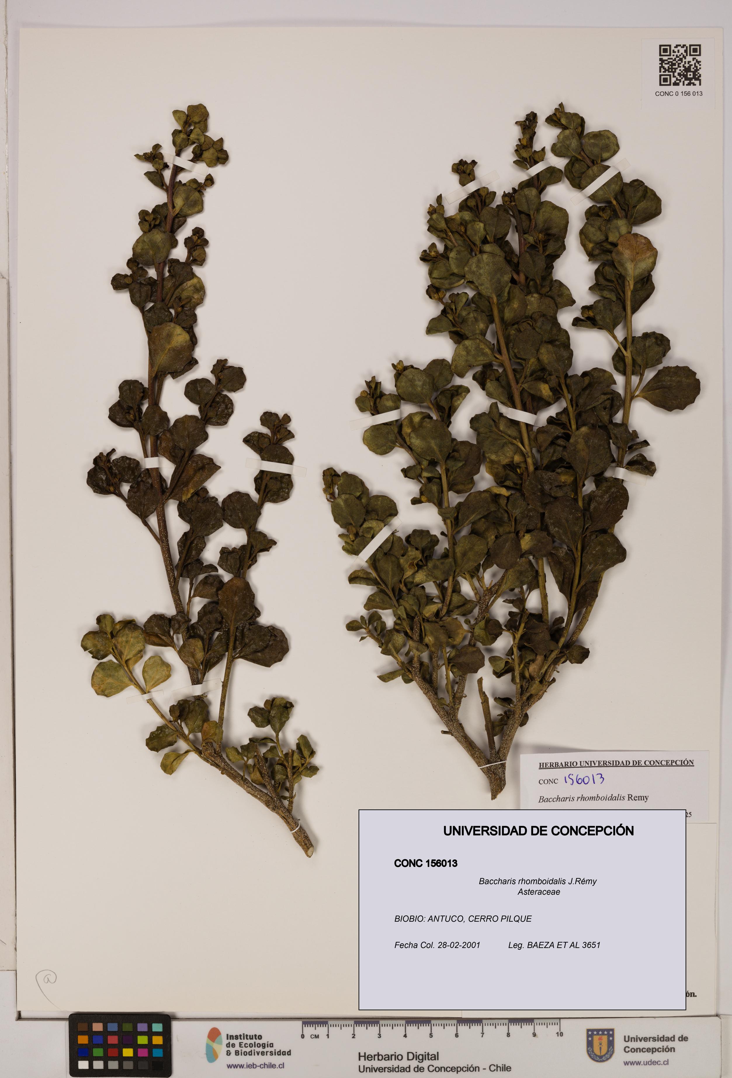 Baccharis rhomboidalis [Espécimen: UDEC:CONC:0156013]
