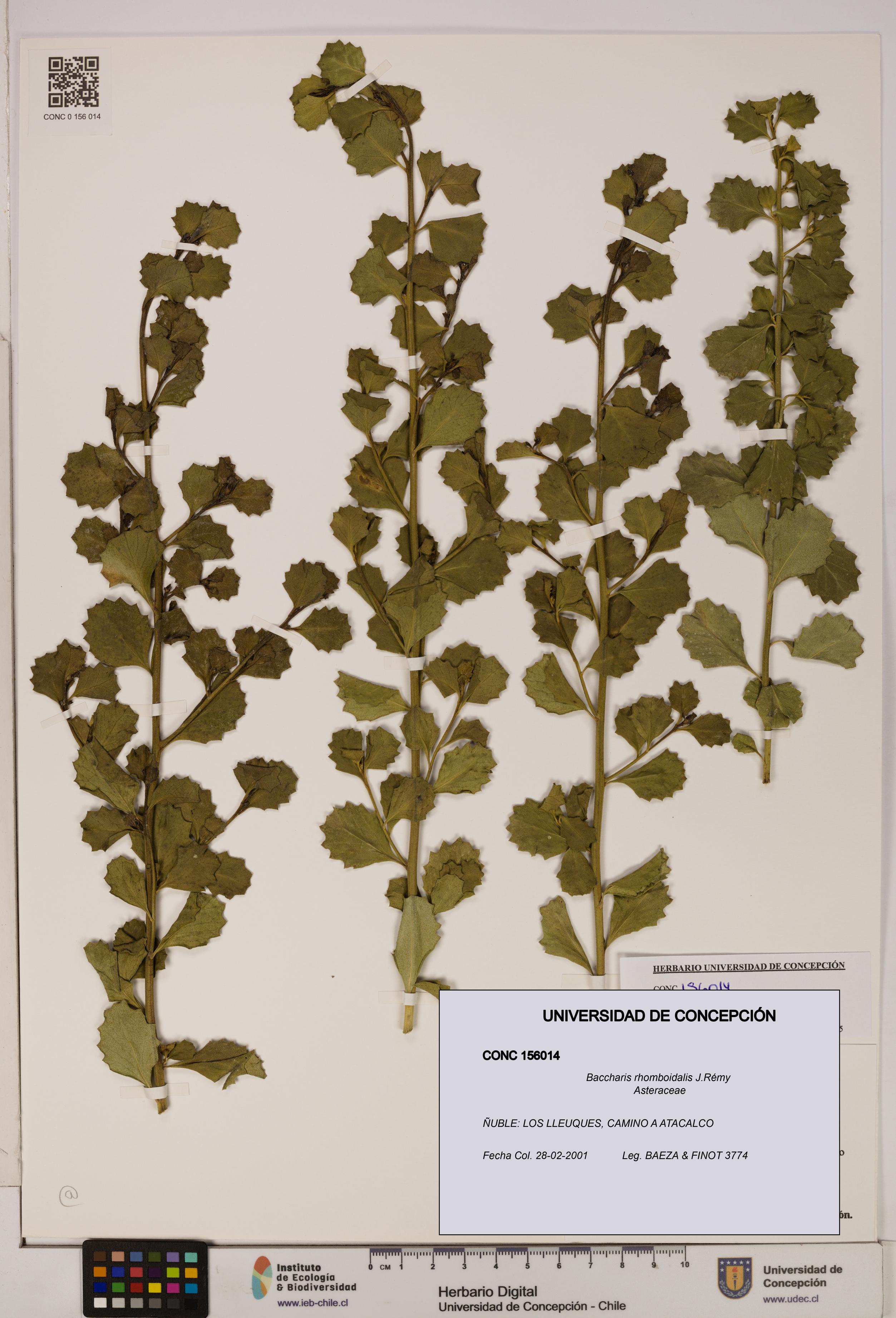 Baccharis rhomboidalis [Espécimen: UDEC:CONC:0156014]