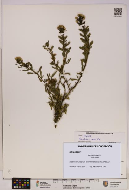 Baccharis neaei [Espécimen: UDEC:CONC:0156017]