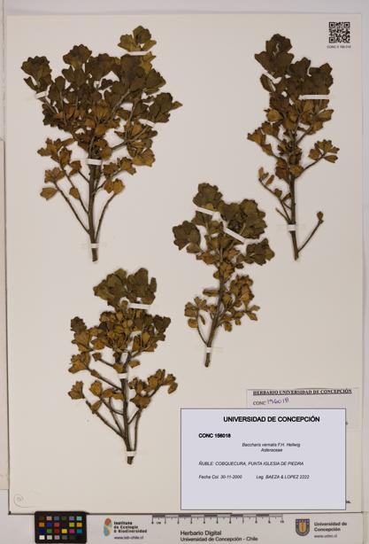 Baccharis vernalis [Espécimen: UDEC:CONC:0156018]