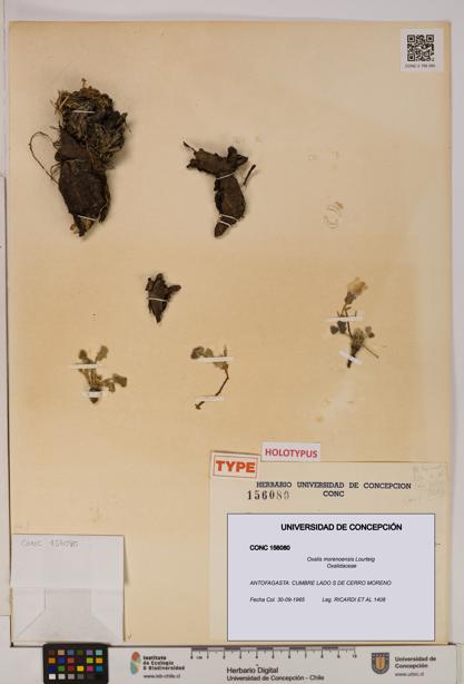 Oxalis morenoensis [Espécimen: UDEC:CONC:0156080]