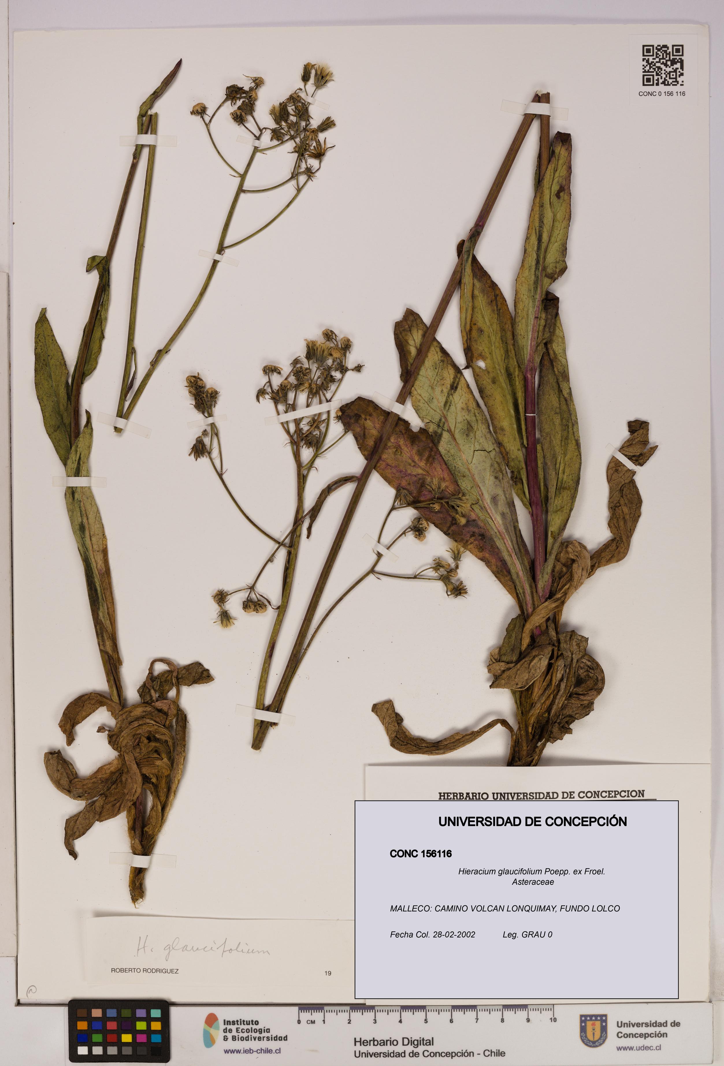 Hieracium glaucifolium [Espécimen: UDEC:CONC:0156116]