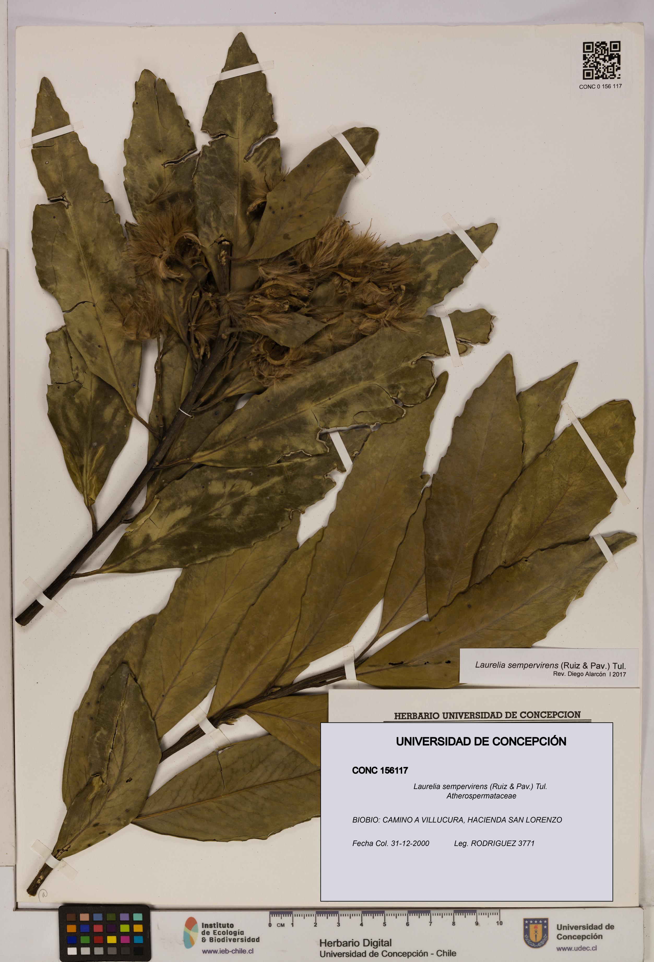 Laurelia sempervirens [Espécimen: UDEC:CONC:0156117]