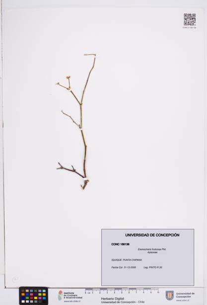 Eremocharis fruticosa [Espécimen: ]