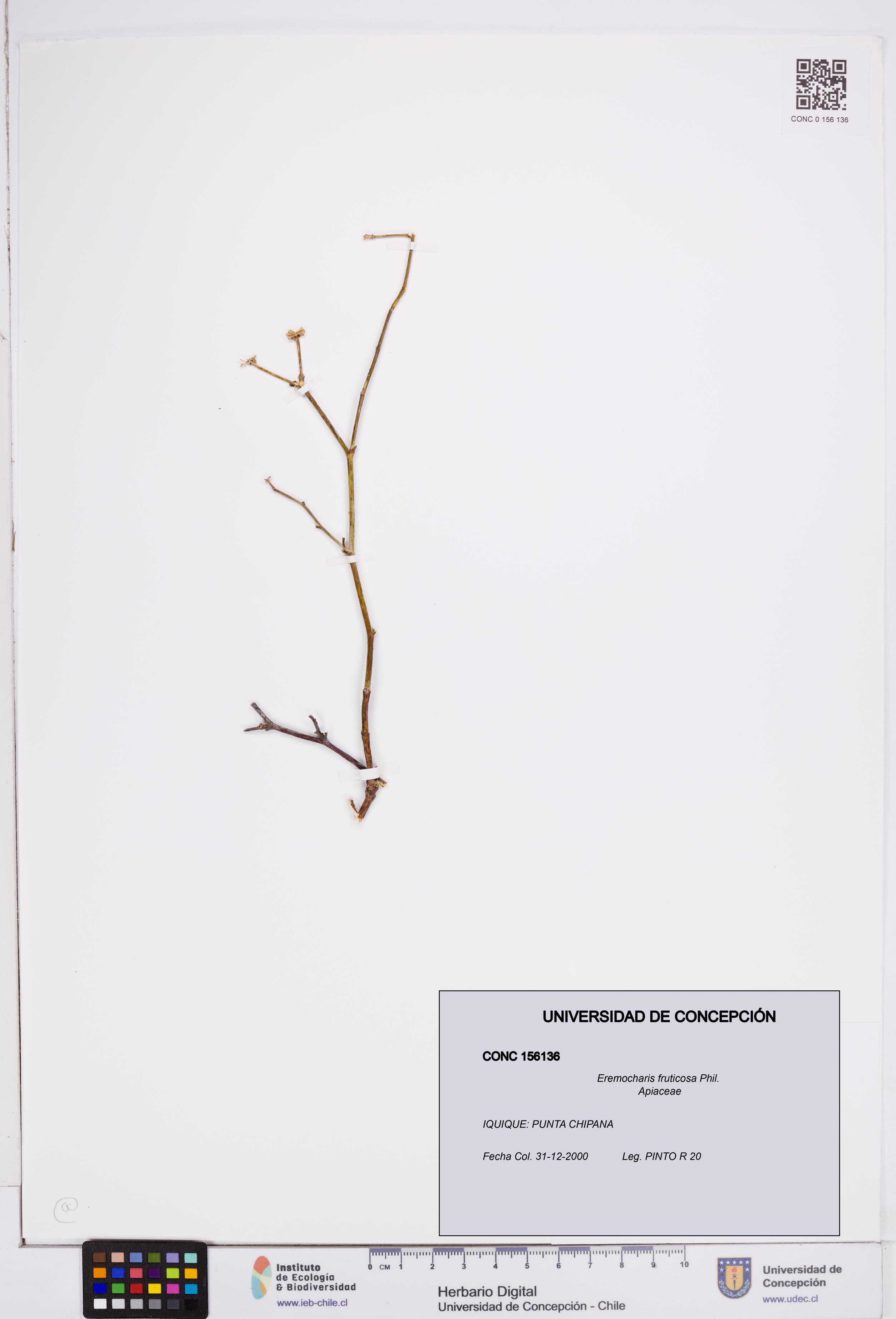 Eremocharis fruticosa [Espécimen: ]