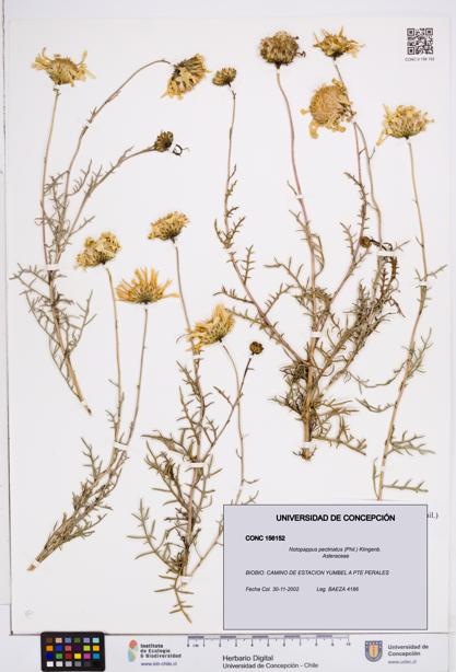 Notopappus pectinatus [Espécimen: ]