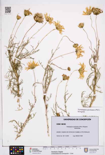 Notopappus pectinatus [Espécimen: ]