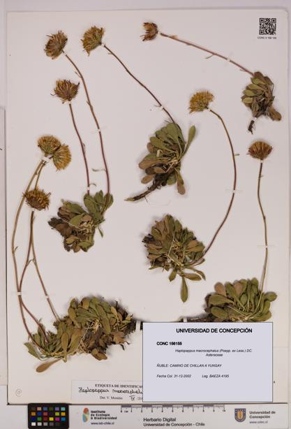 Haplopappus macrocephalus [Espécimen: UDEC:CONC:0156155]
