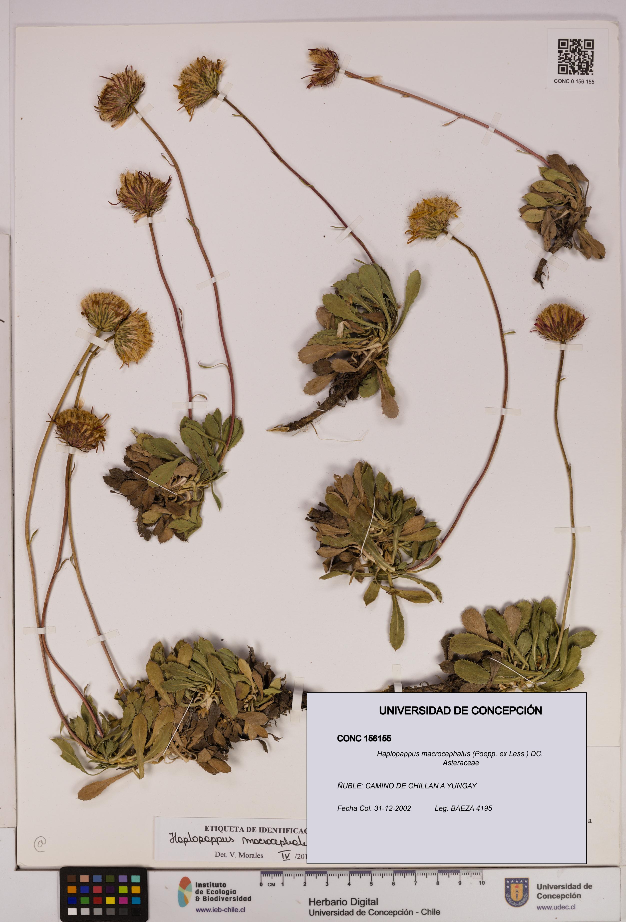 Haplopappus macrocephalus [Espécimen: UDEC:CONC:0156155]