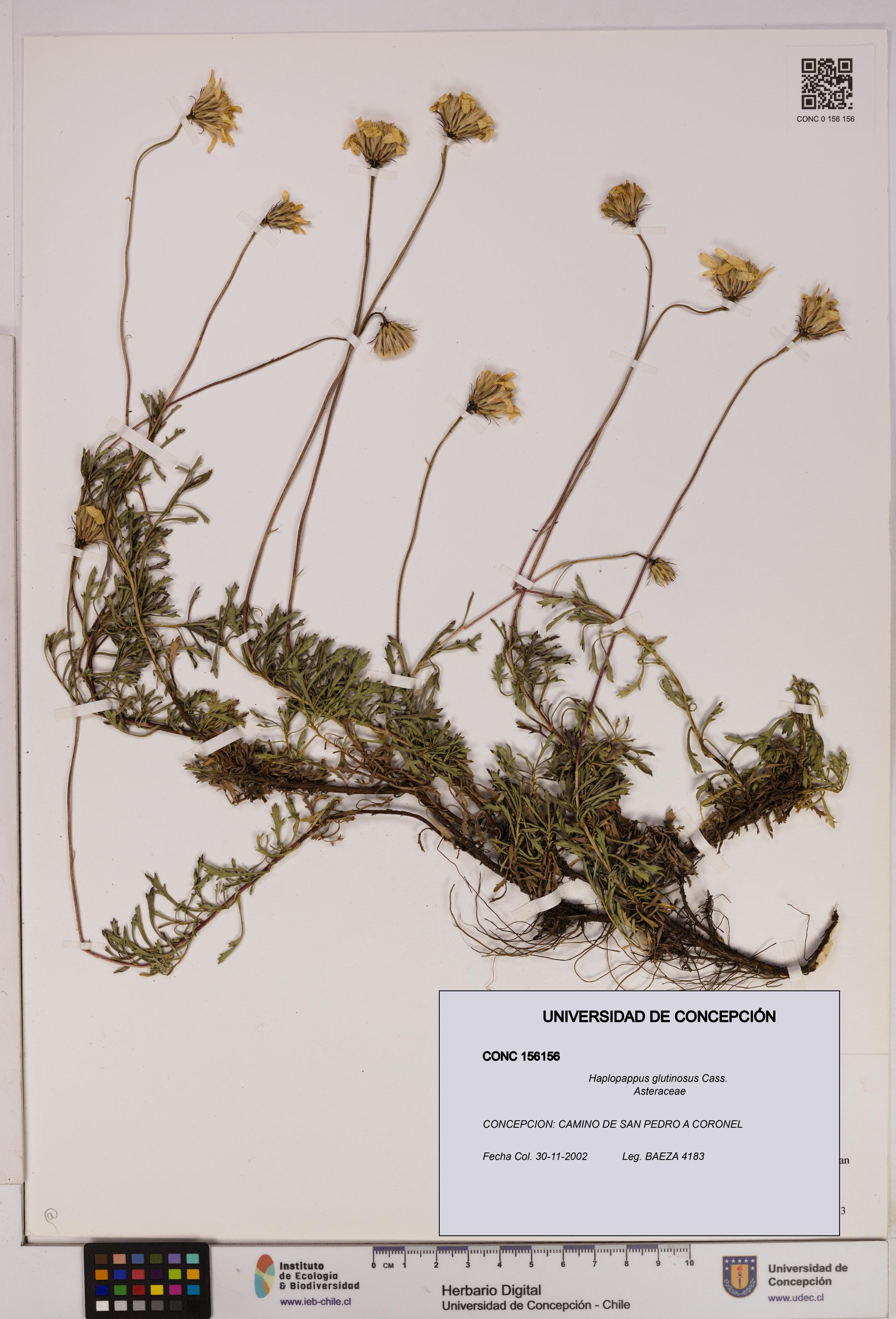 Haplopappus glutinosus [Espécimen: UDEC:CONC:0156156]