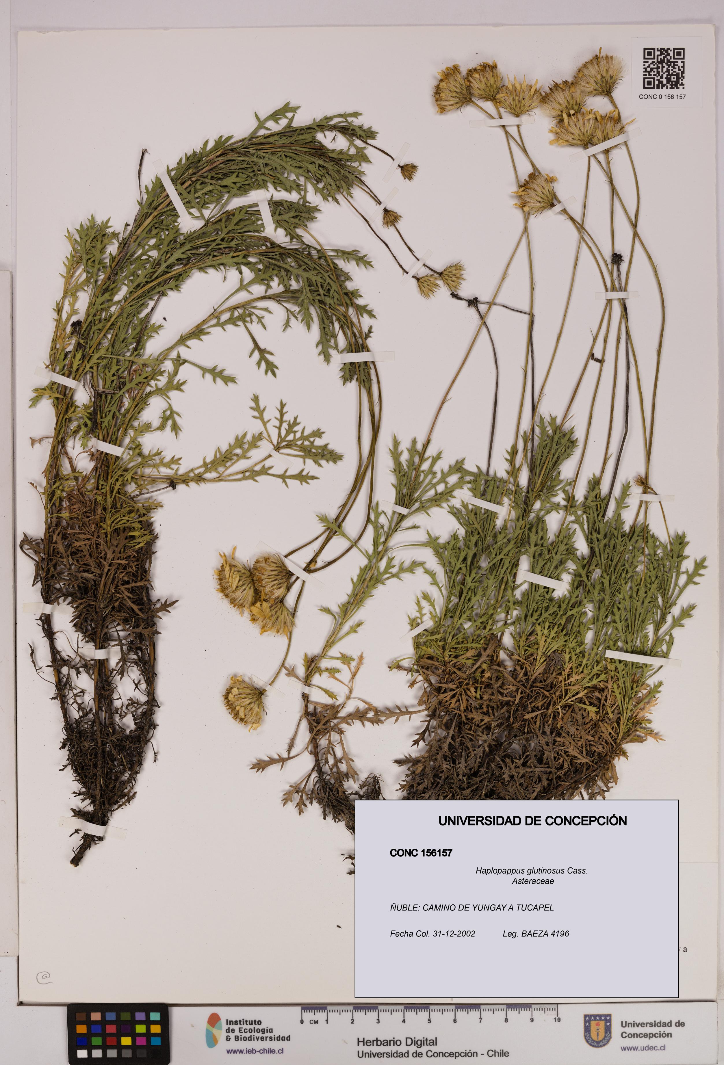 Haplopappus glutinosus [Espécimen: UDEC:CONC:0156157]