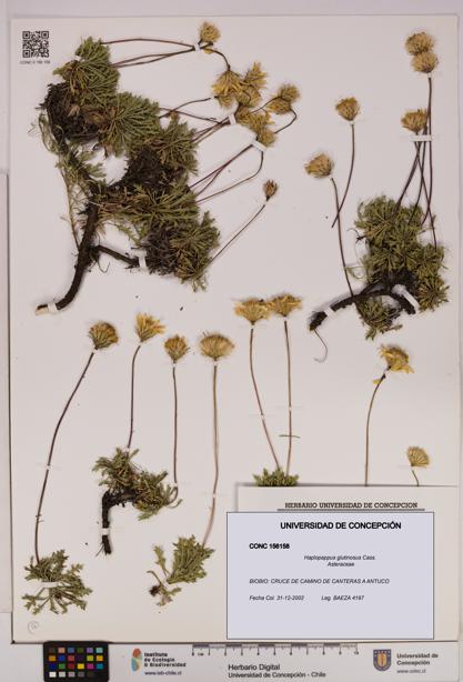 Haplopappus glutinosus [Espécimen: UDEC:CONC:0156158]