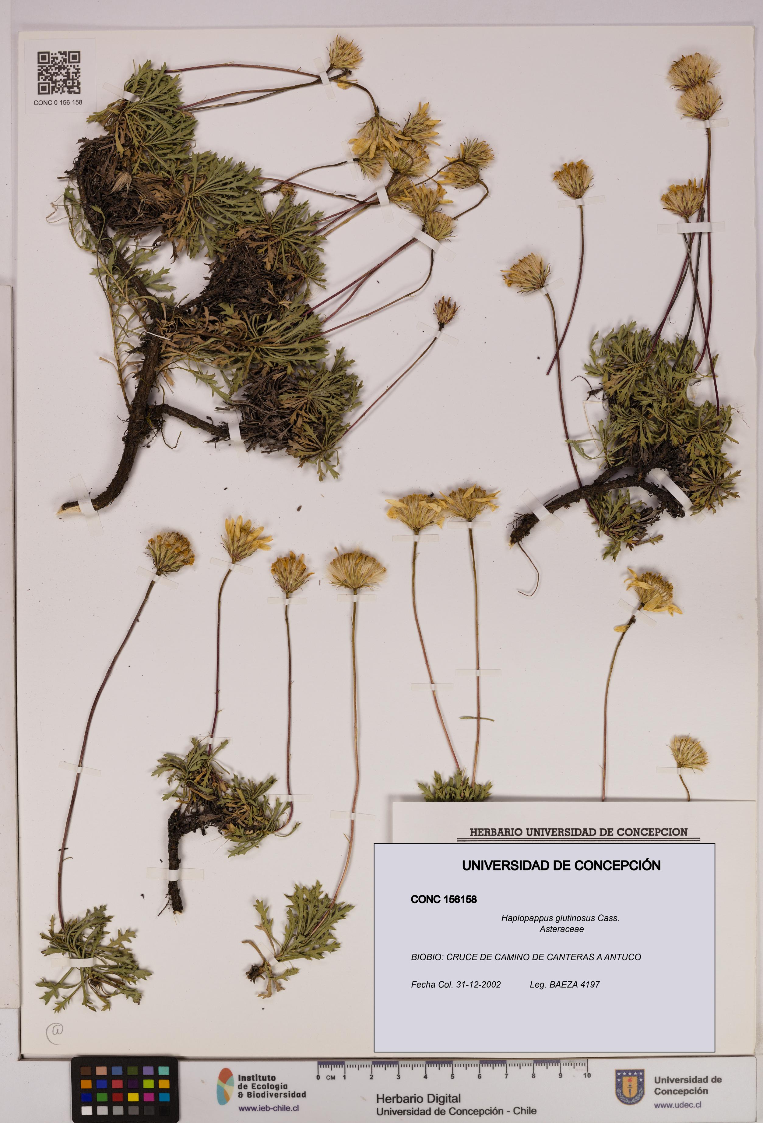 Haplopappus glutinosus [Espécimen: UDEC:CONC:0156158]