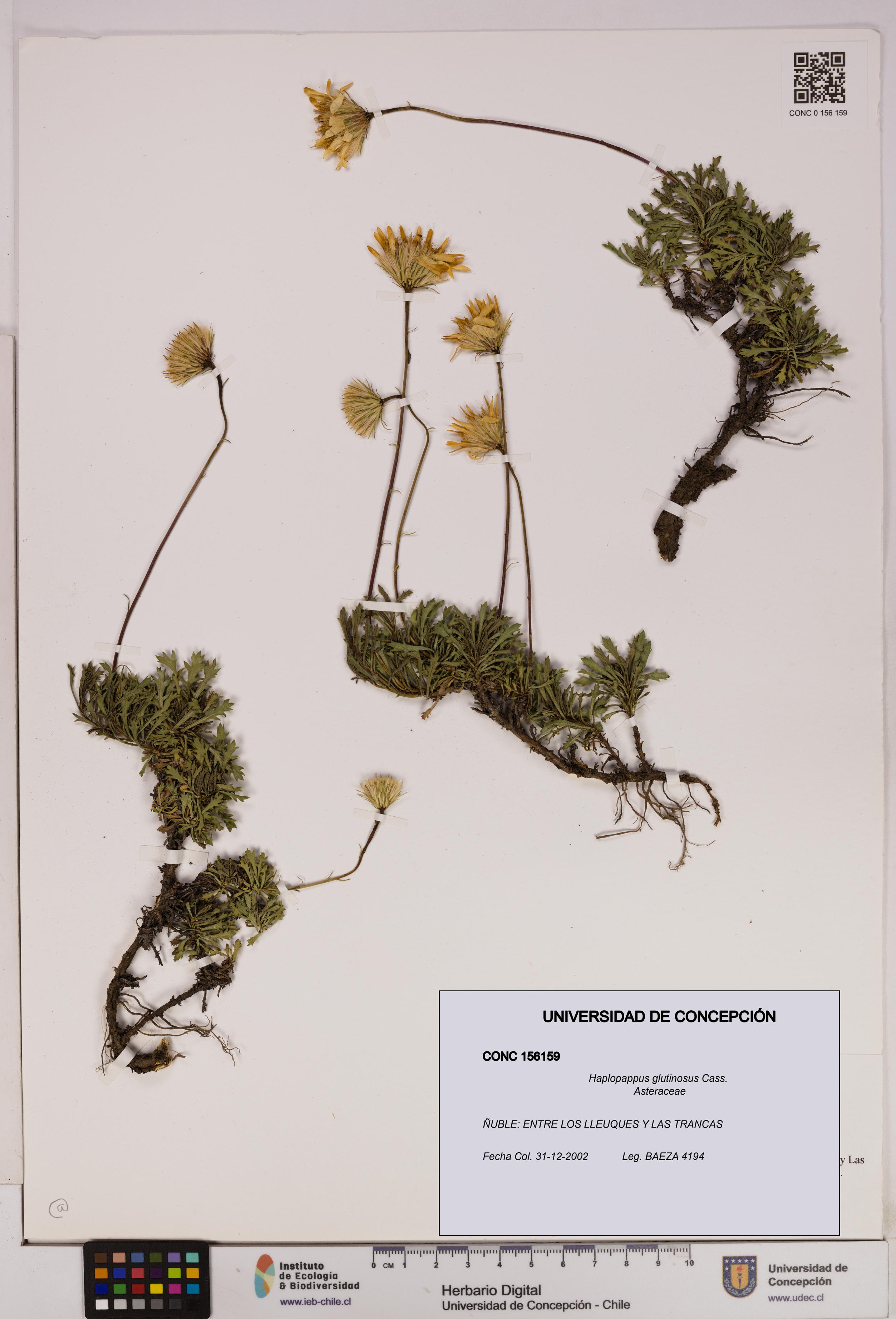 Haplopappus glutinosus [Espécimen: UDEC:CONC:0156159]