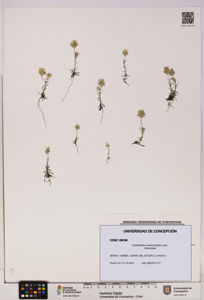 Chaetanthera moenchioides [Espécimen: UDEC:CONC:0156160]