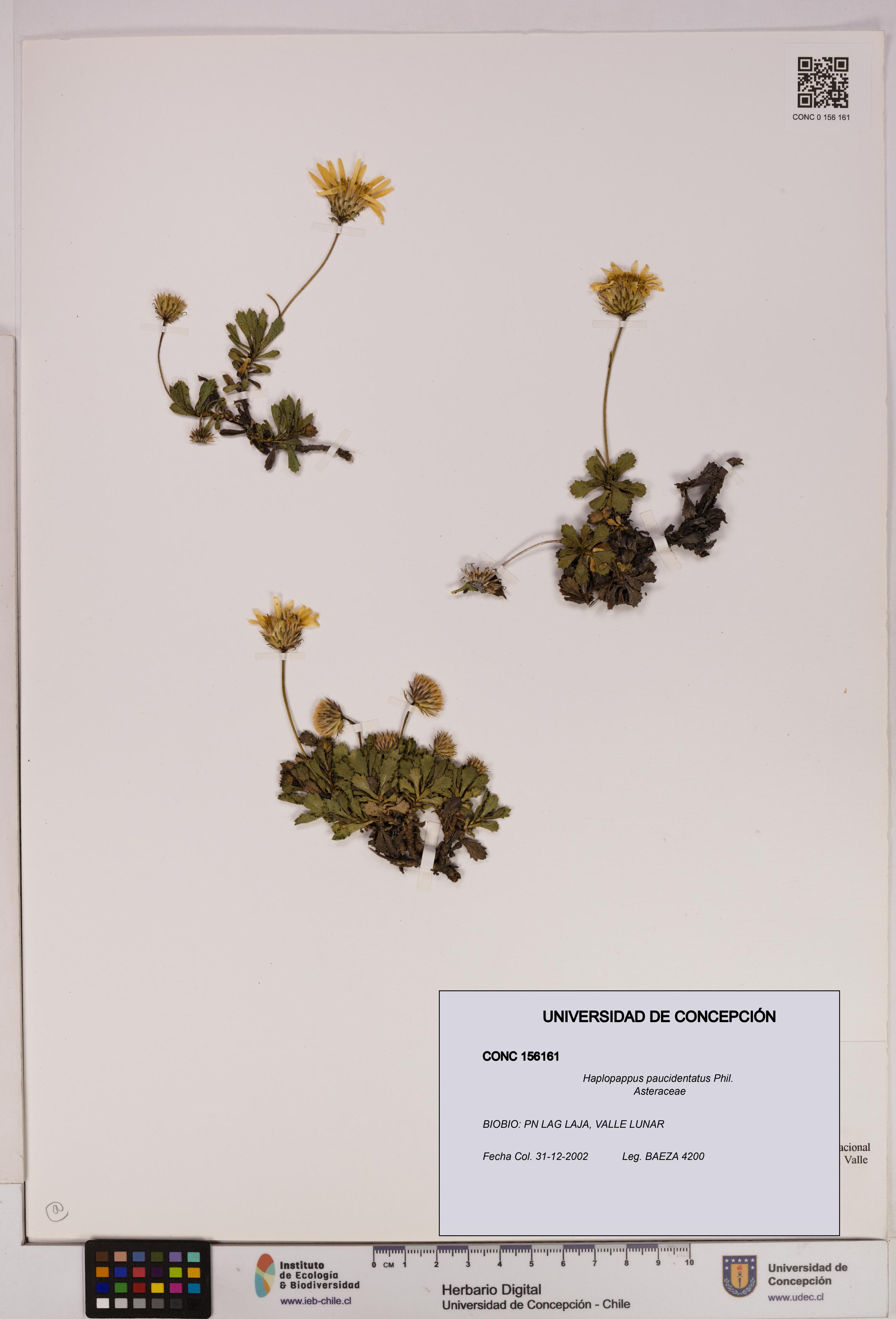 Haplopappus paucidentatus [Espécimen: UDEC:CONC:0156161]