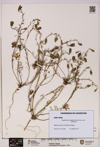 Chaetanthera microphylla [Espécimen: UDEC:CONC:0156165]