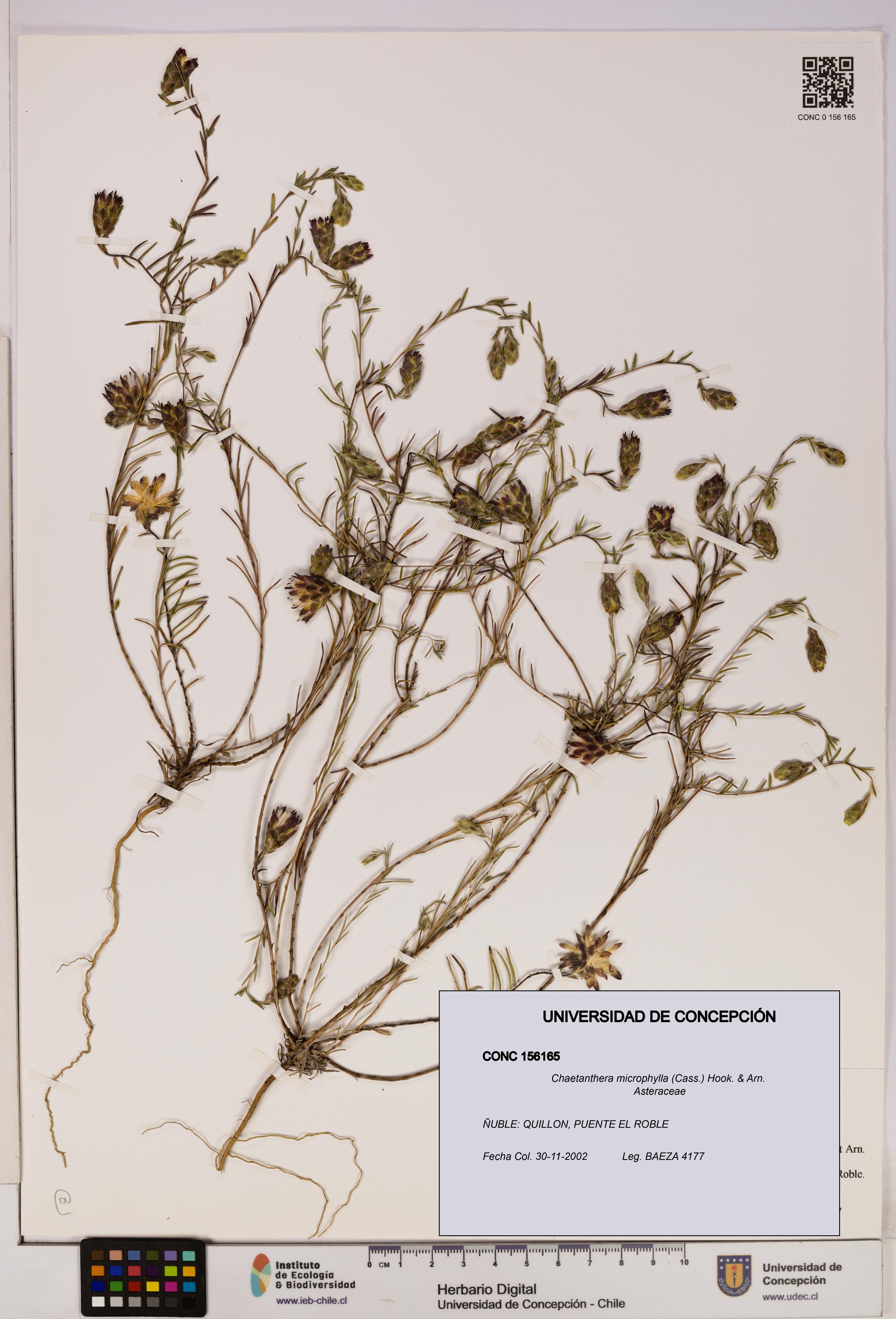 Chaetanthera microphylla [Espécimen: UDEC:CONC:0156165]
