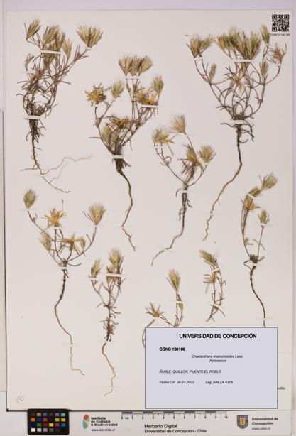 Chaetanthera moenchioides [Espécimen: UDEC:CONC:0156166]