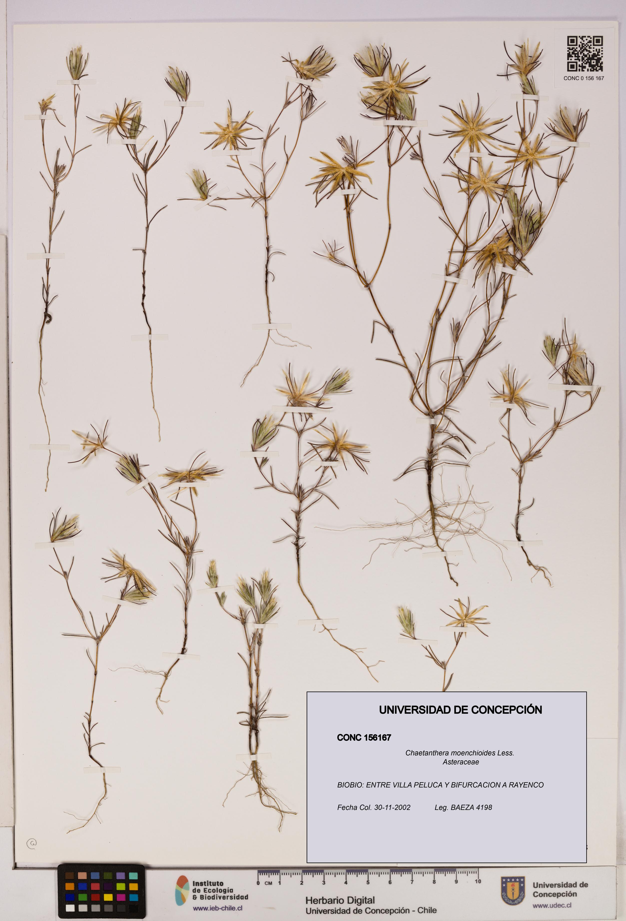 Chaetanthera moenchioides [Espécimen: UDEC:CONC:0156167]
