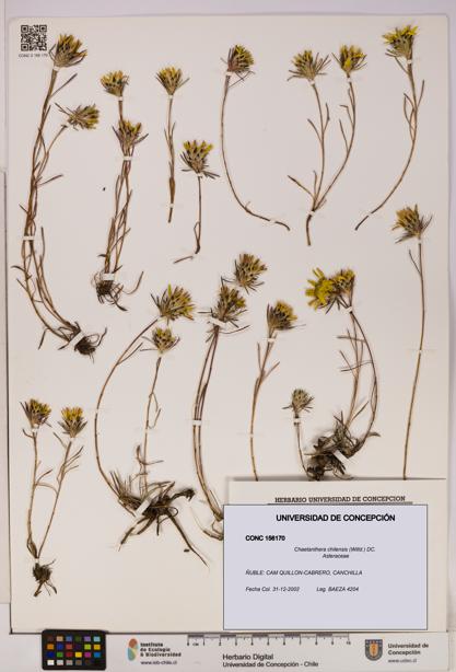 Chaetanthera chilensis [Espécimen: UDEC:CONC:0156170]