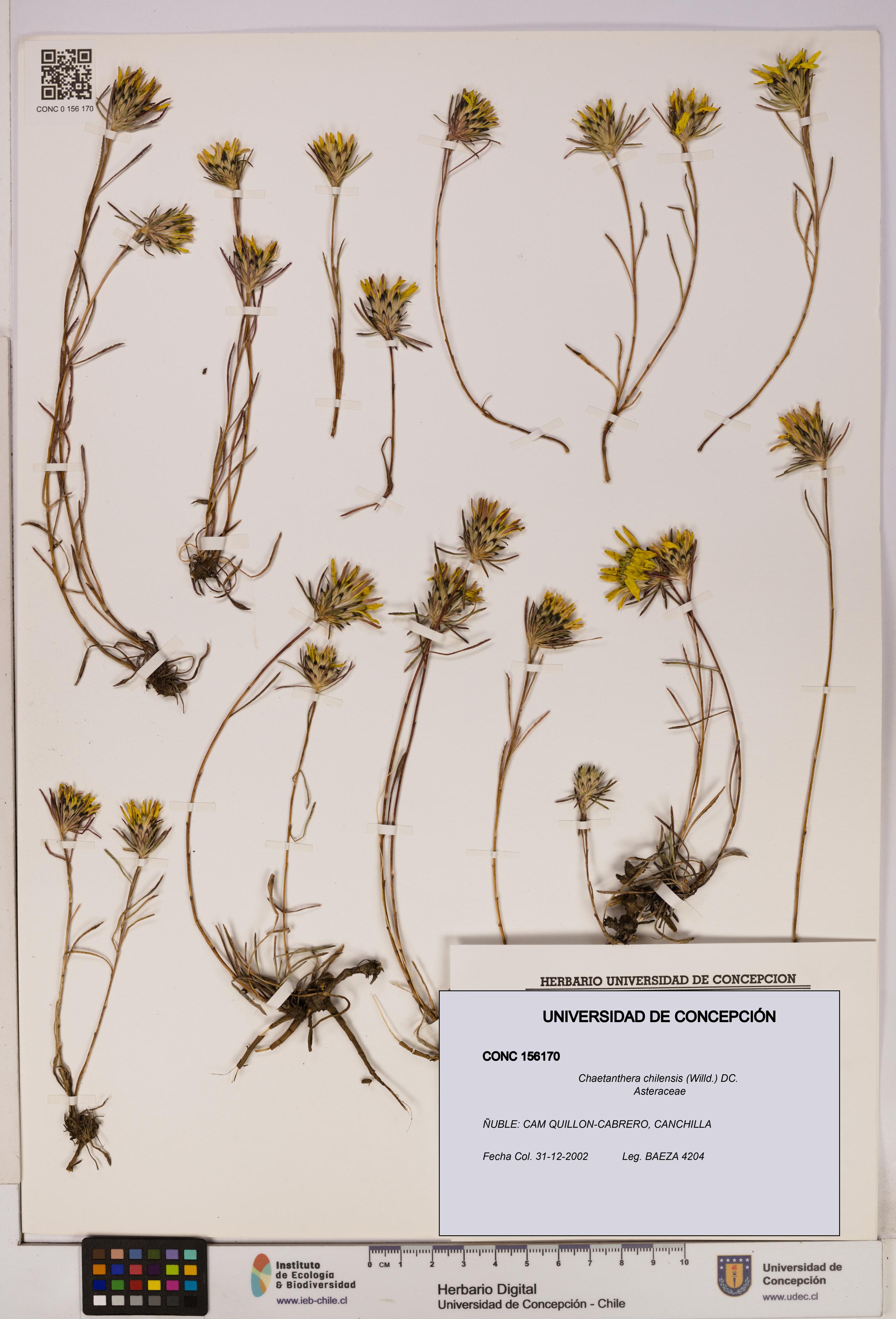Chaetanthera chilensis [Espécimen: UDEC:CONC:0156170]