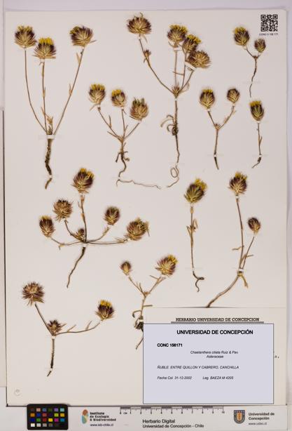 Chaetanthera ciliata [Espécimen: UDEC:CONC:0156171]