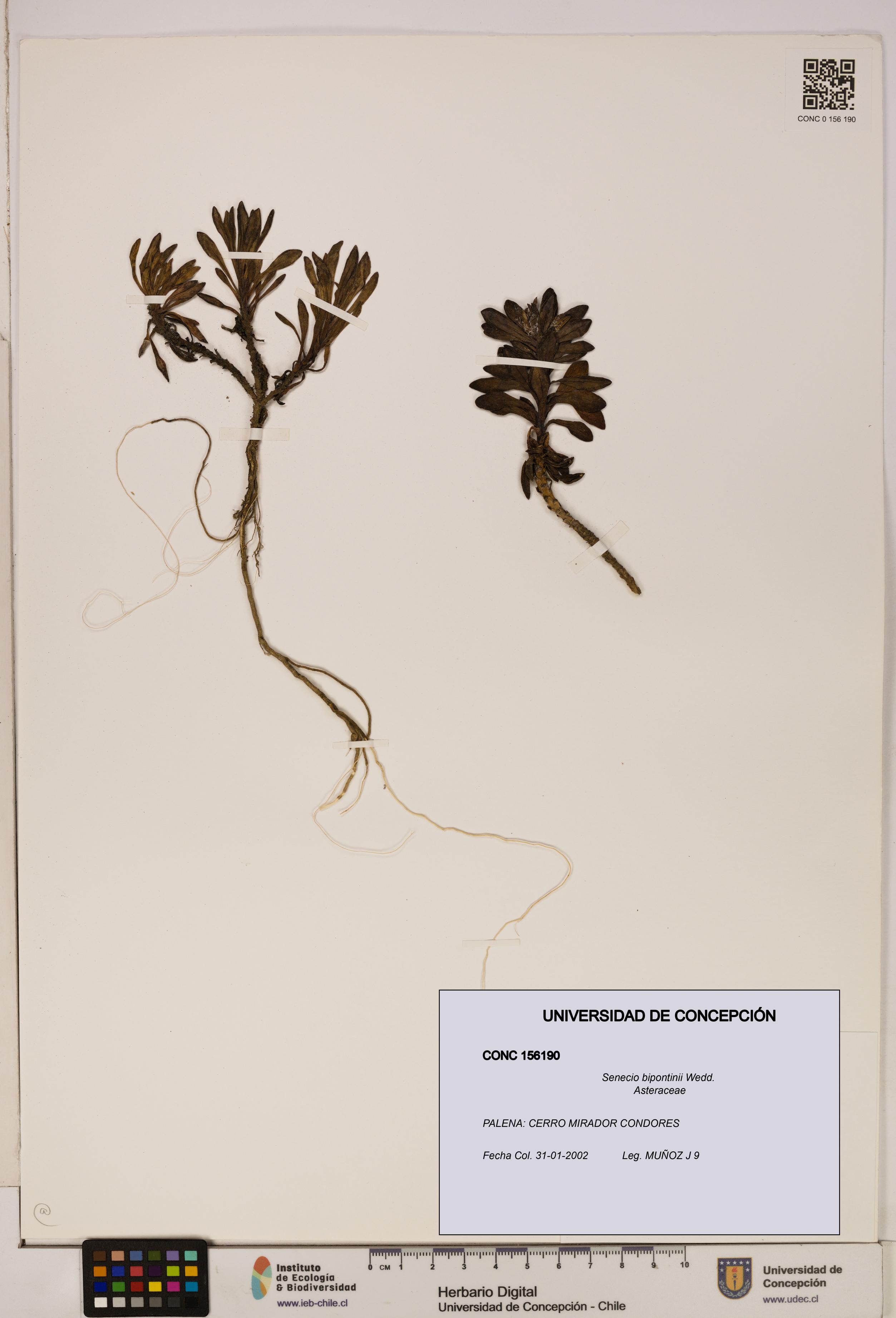 Senecio bipontinii [Espécimen: UDEC:CONC:0156190]