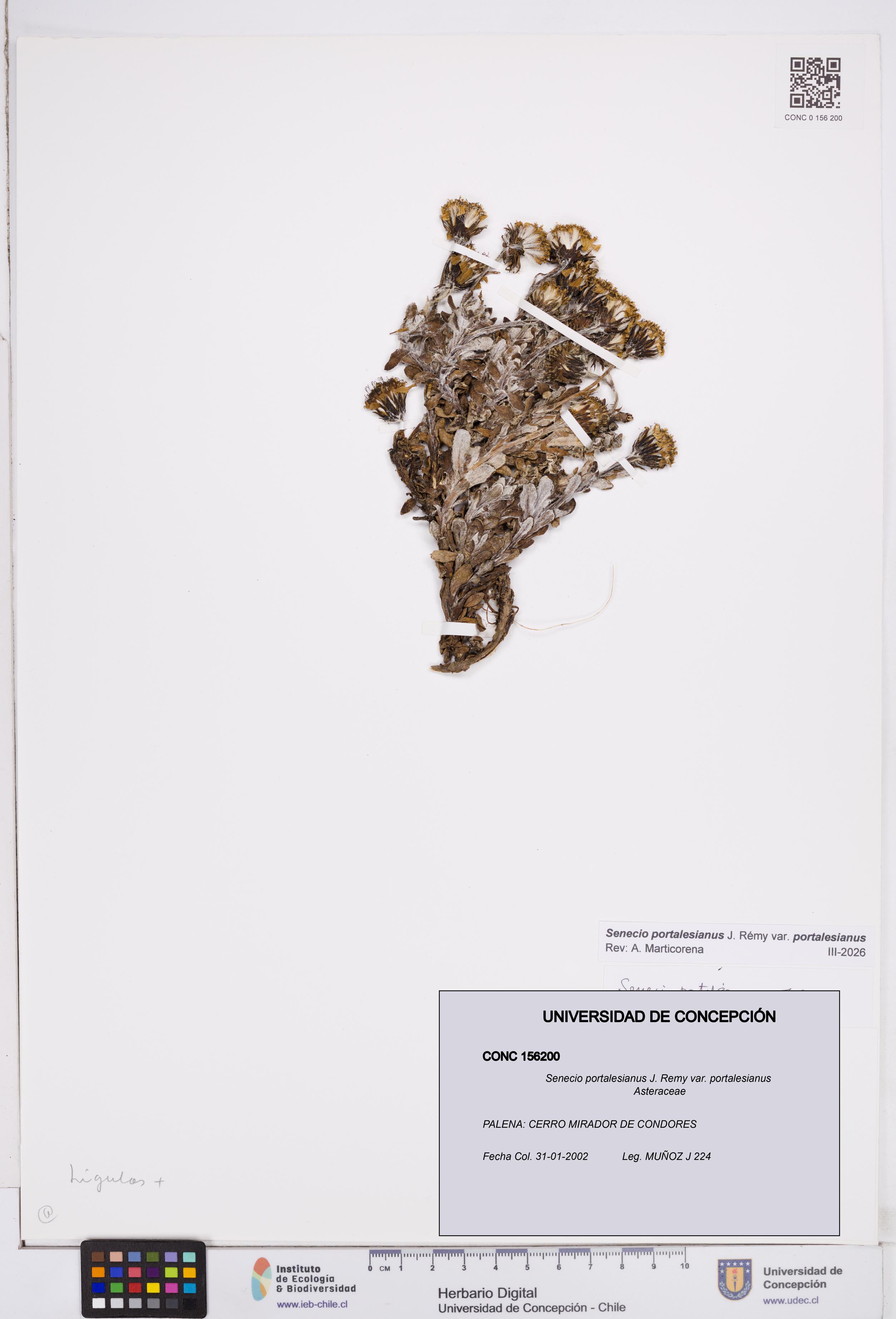 Senecio portalesianus var. portalesianus [Espécimen: ]