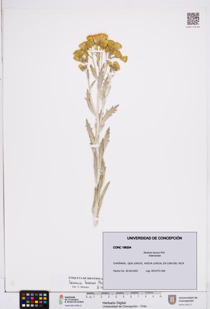 Senecio leucus [Espécimen: ]