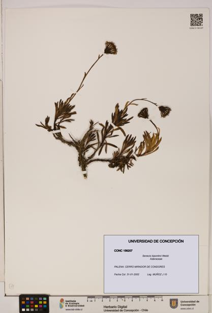 Senecio bipontinii [Espécimen: UDEC:CONC:0156207]