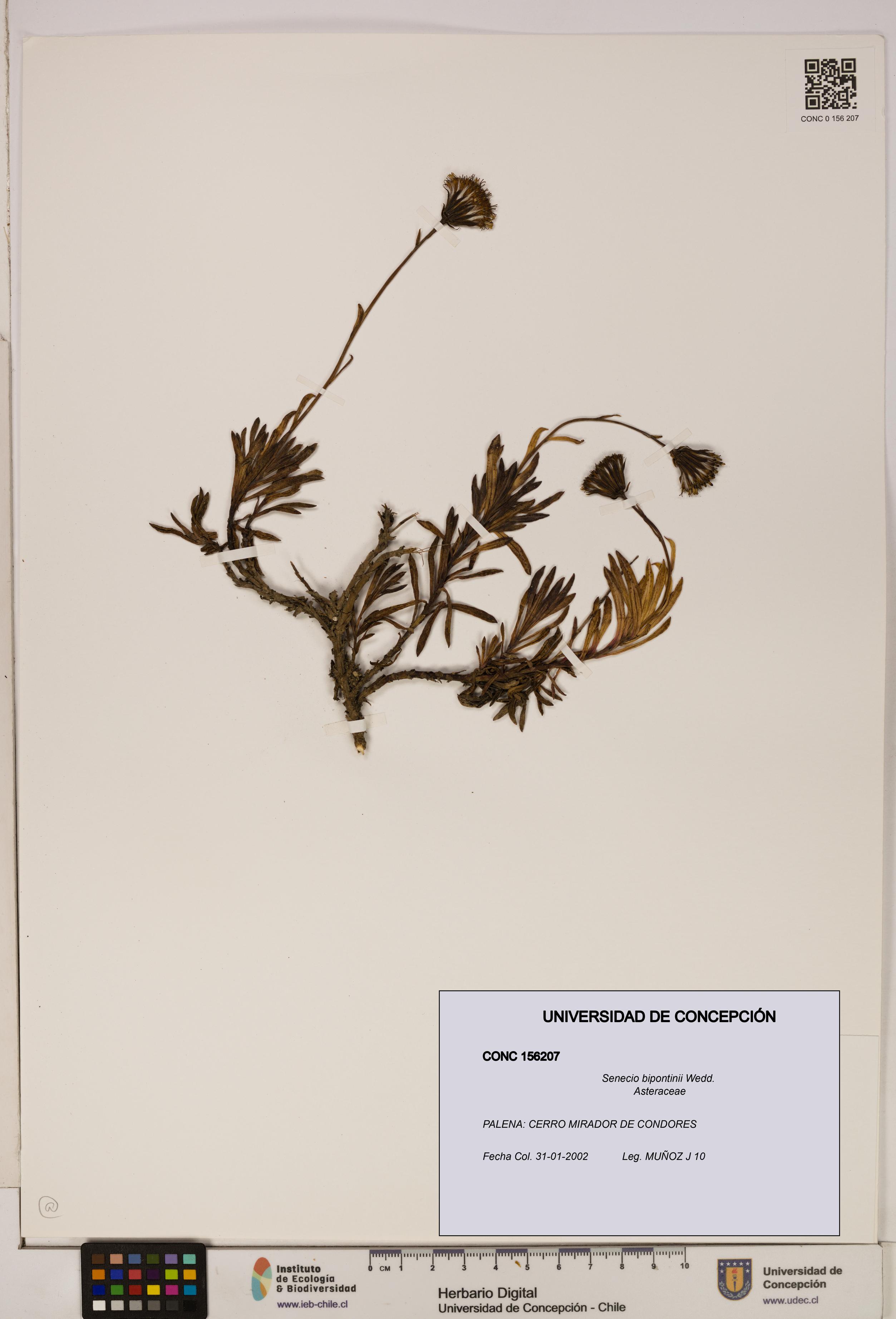 Senecio bipontinii [Espécimen: UDEC:CONC:0156207]