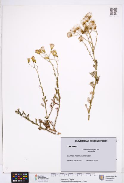 Senecio microphyllus [Espécimen: ]