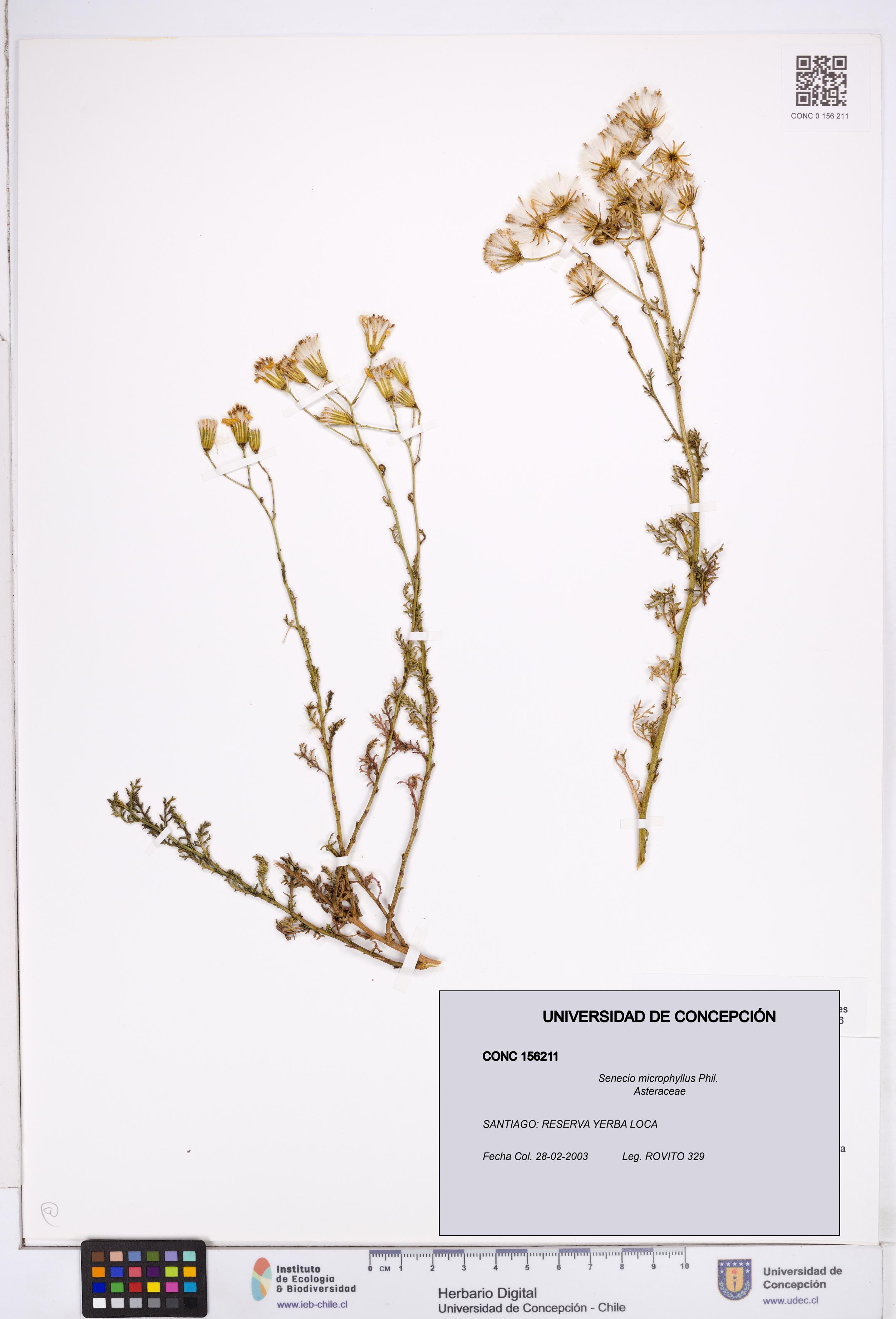 Senecio microphyllus [Espécimen: ]