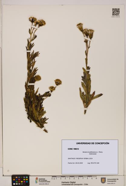 Senecio bustillosianus [Espécimen: UDEC:CONC:0156212]