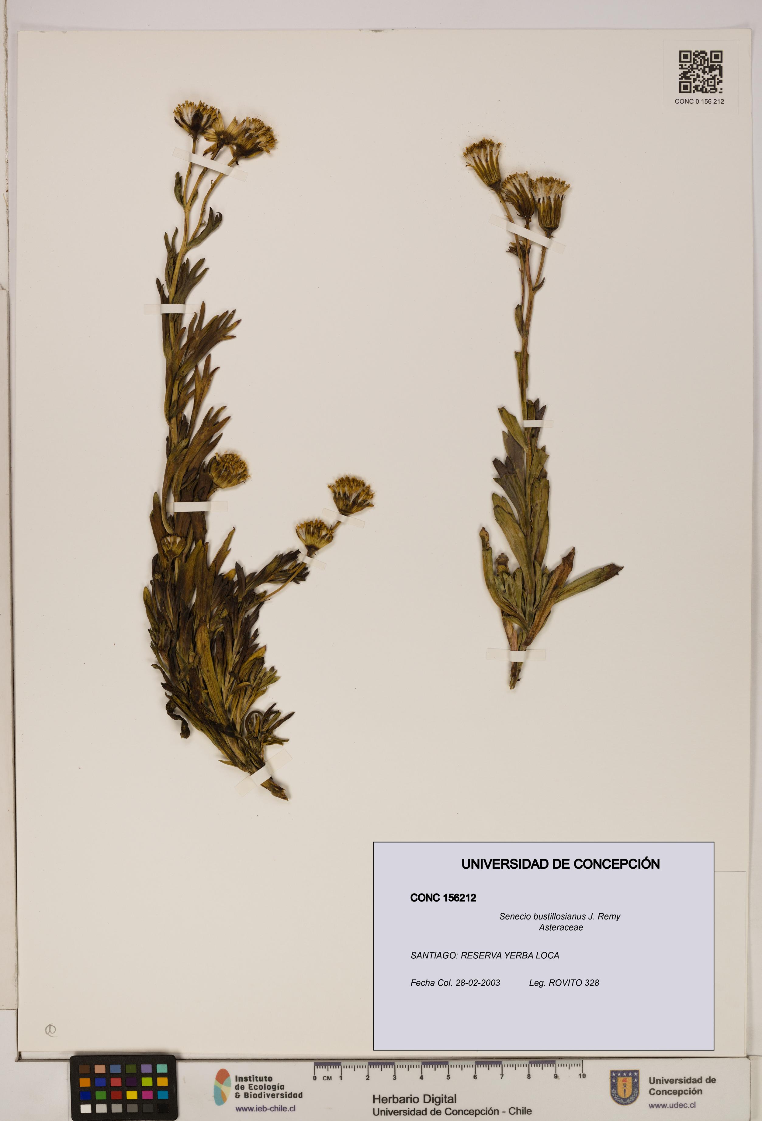 Senecio bustillosianus [Espécimen: UDEC:CONC:0156212]