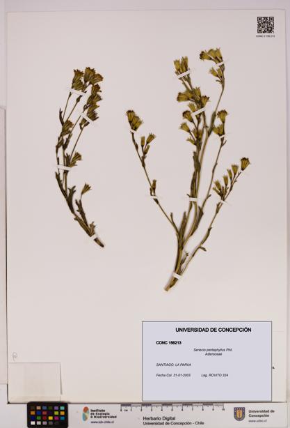 Senecio pentaphyllus [Espécimen: UDEC:CONC:0156213]