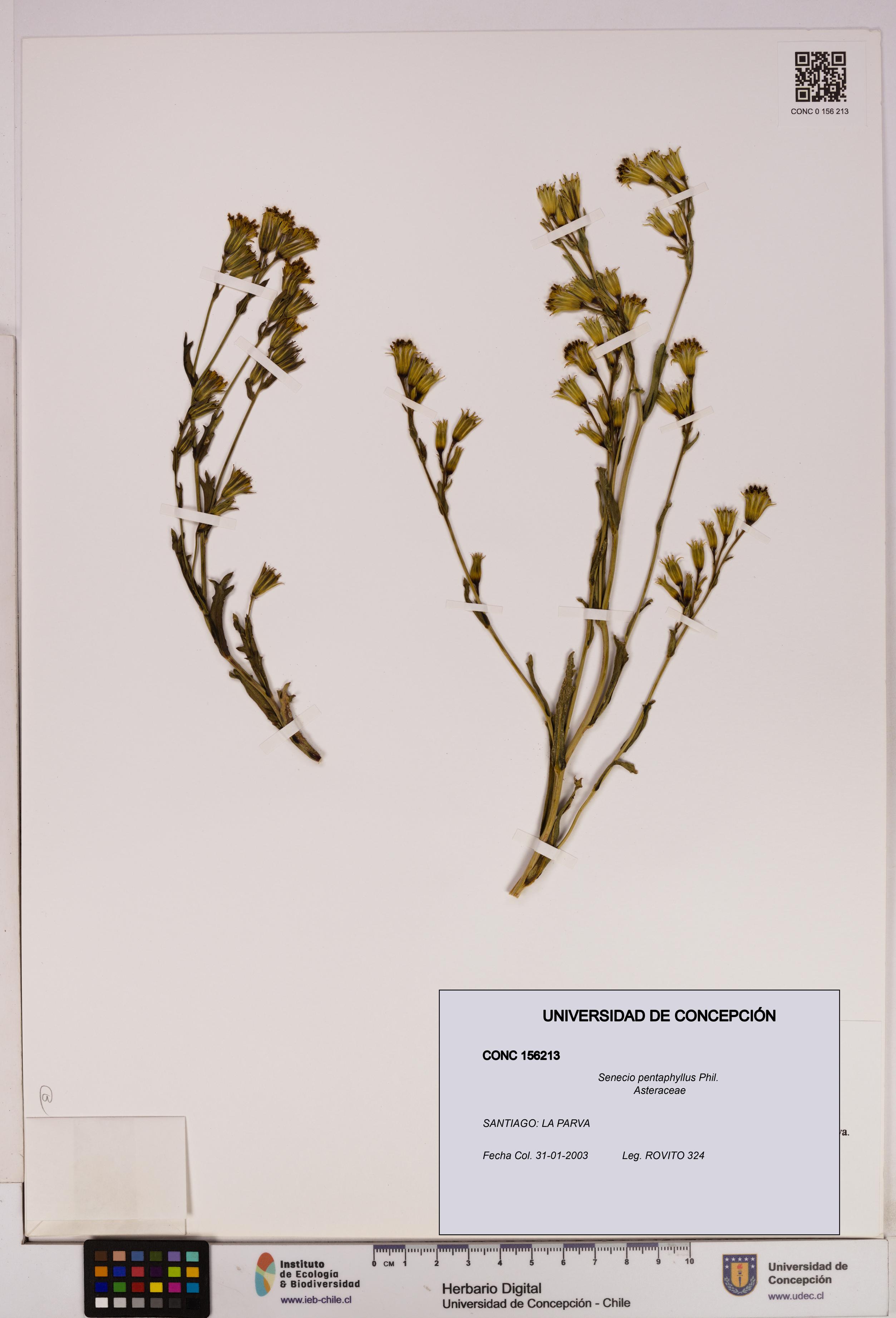 Senecio pentaphyllus [Espécimen: UDEC:CONC:0156213]