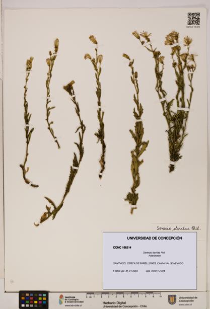 Senecio davilae [Espécimen: UDEC:CONC:0156214]