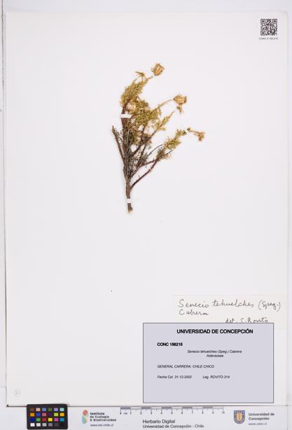 Senecio tehuelches [Espécimen: ]