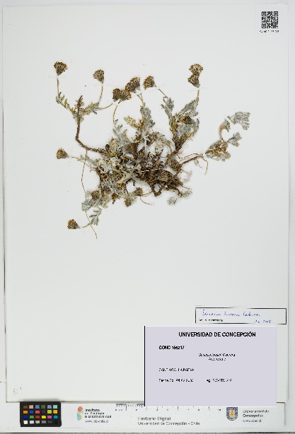 Senecio looseri [Espécimen: UDEC:CONC:0156217]