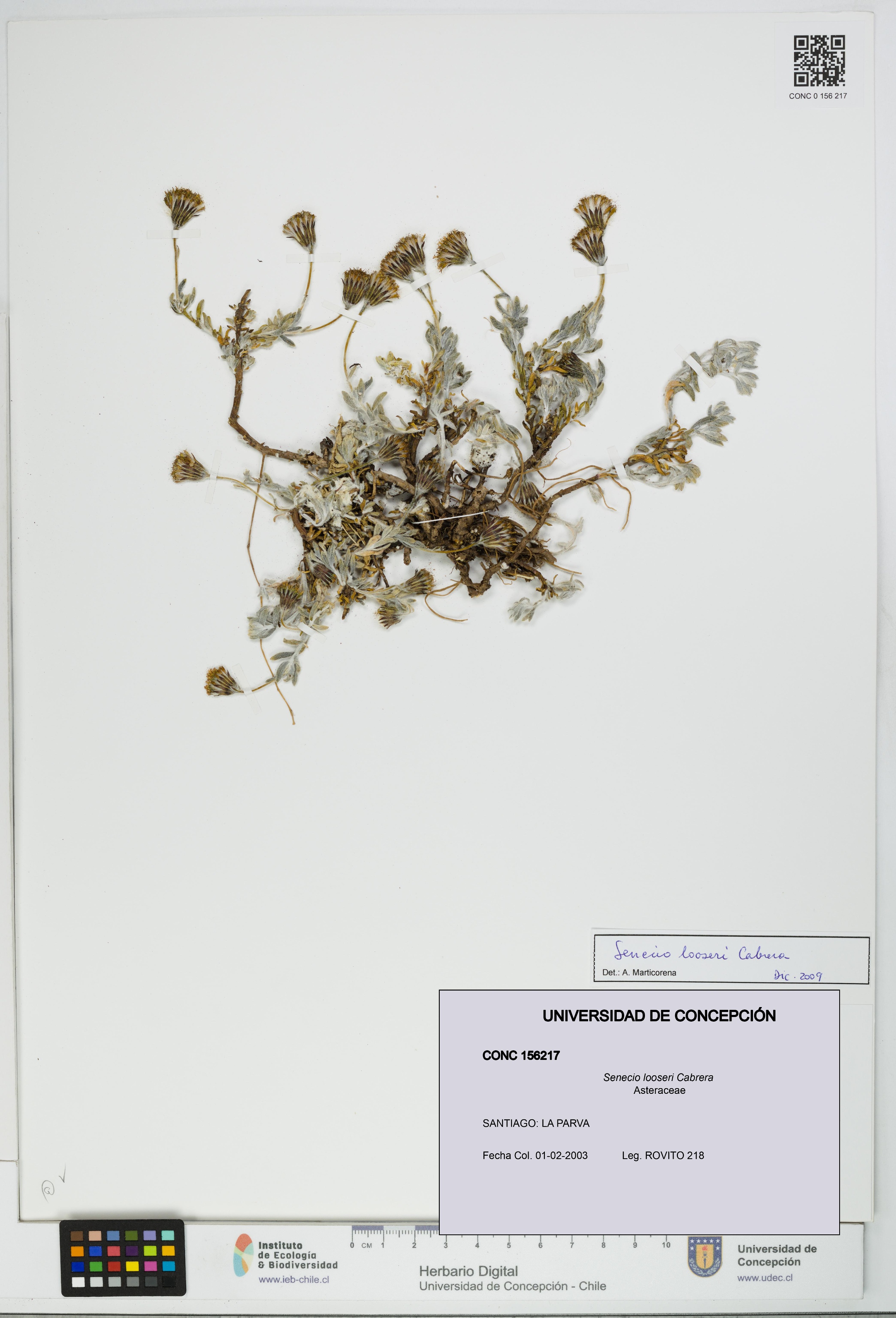 Senecio looseri [Espécimen: UDEC:CONC:0156217]