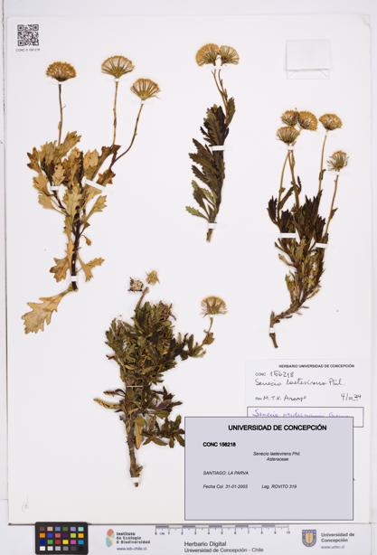 Senecio laetevirens [Espécimen: ]