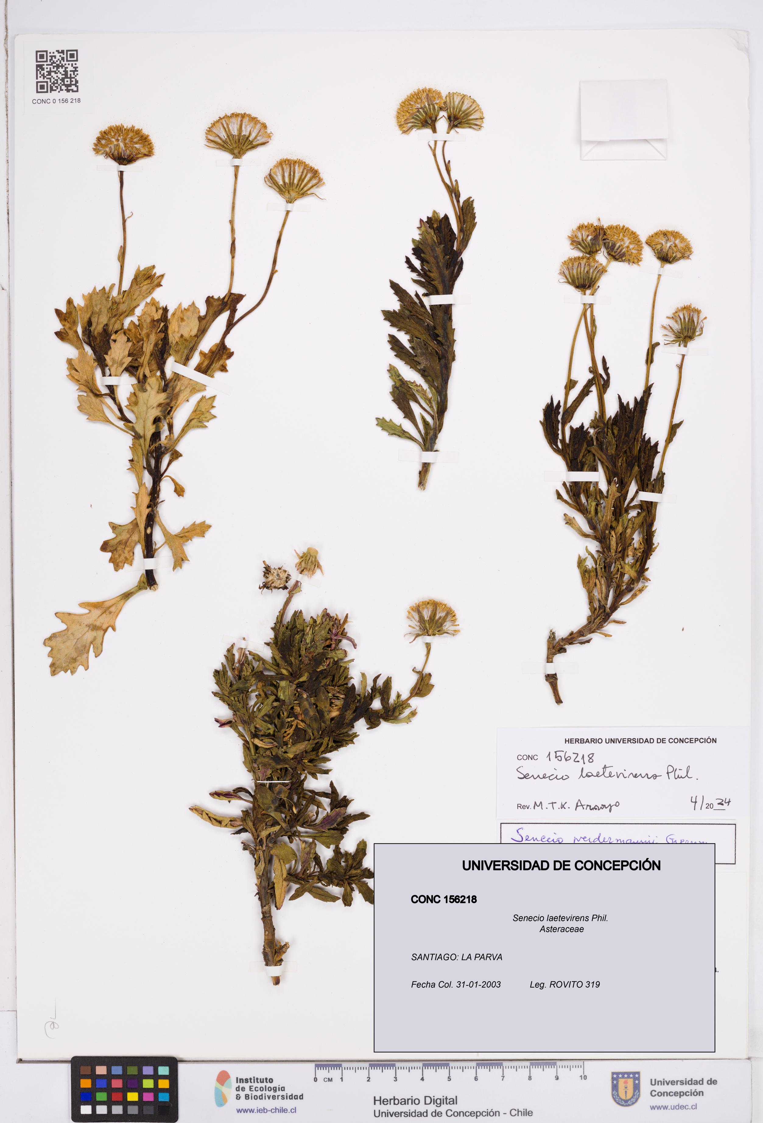 Senecio laetevirens [Espécimen: ]