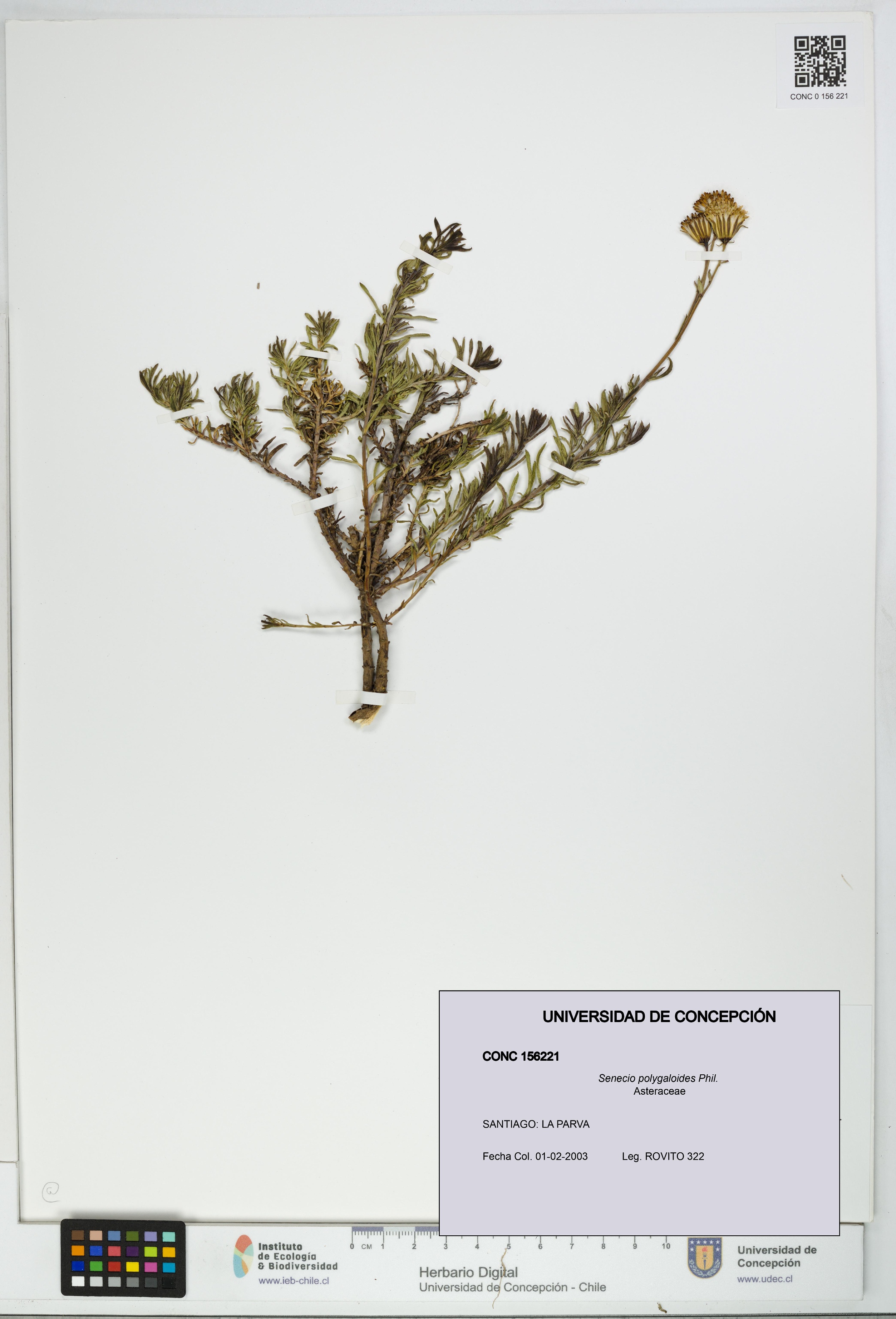 Senecio polygaloides [Espécimen: UDEC:CONC:0156221]