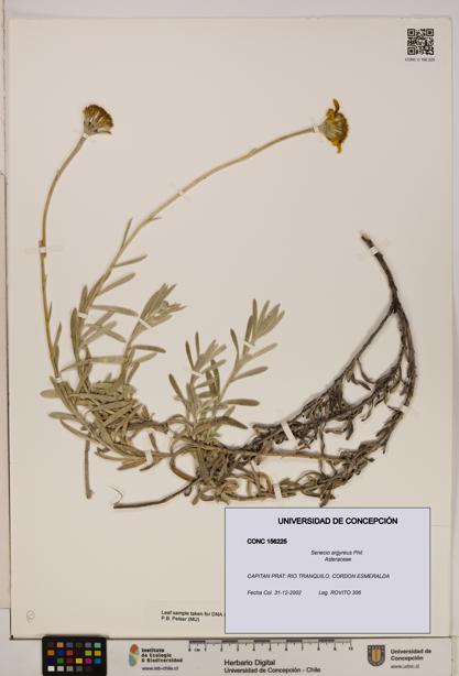 Senecio argyreus [Espécimen: UDEC:CONC:0156225]